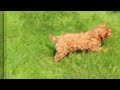 Cavapoo dogs for sale: Tracy - Video 1