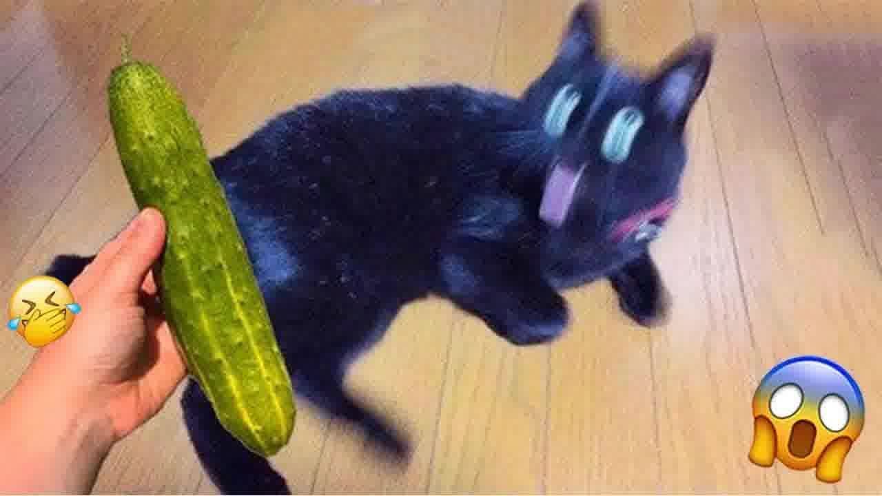 𝐘𝐨𝐮 𝐋𝐚𝐮𝐠𝐡 𝐘𝐨𝐮 𝐋𝐨𝐬𝐞 🐱🐷😸 𝐅𝐮𝐧𝐧𝐢𝐞𝐬𝐭 𝐃𝐨𝐠𝐬 𝐚𝐧𝐝 𝐂𝐚𝐭𝐬 𝟐𝟎𝟐𝟒 😹