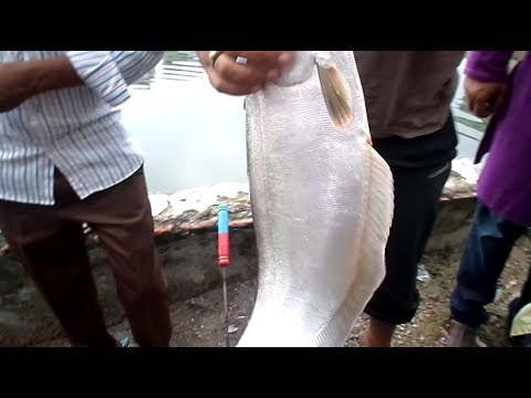 Big Chitol Fish Hunting By Fish Hook - Fish Hunting Video By Fish Watching Video