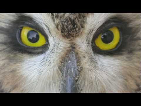 Separating Short-eared and Long-eared Owls