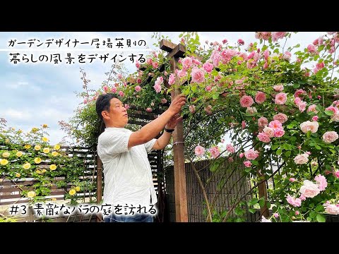 バラの花壇で庭をデザインする 植物
