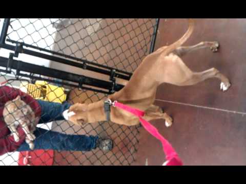 Taz & George the Cat