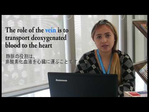 Medical Vocabulary 16 - Vein (メディカルイングリッシュ16 －静脈)
