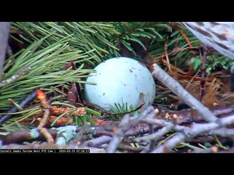 First Close-Up Of Red-tailed Hawk Egg During Incubation Switch! – March 19, 2020