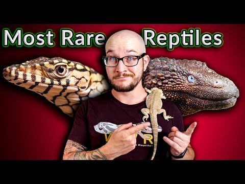 Top 5 RAREST & MOST EXPENSIVE Reptiles In The World