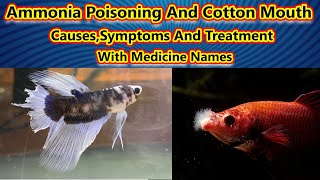 1.மீனிற்கு வரும் நோய்கள்  Ammonia Poisoning And Cotton Mouth Disease | Medicine/ Fish Aquarium Tamil