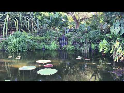 Waterfall and pond at Fairchild Gardens, January, 17, 2022
