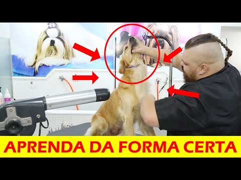 Curso ONLINE DE BANHO E TOSA - PROF. SAMUEL CASTRO COMO TOSAR DE FORMA CORRETA?