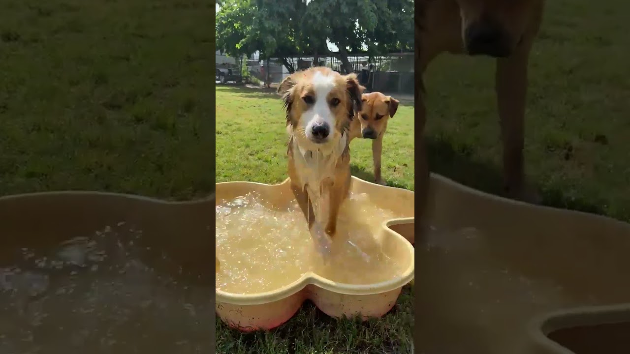 Bailey, a Adoptable Border Collie in Fresno, CA video 3/6