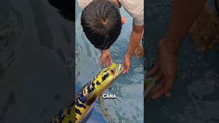 Download lagu Gigit gak⁉️NANGKEP CHANNA MARU BESAR PAKE TANGAN‼️ #shorts mp3 Download lagu Gigit gak⁉️NANGKEP CHANNA MARU BESAR PAKE TANGAN‼️ #shorts mp3