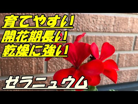 ゼラニウムをきれいに咲かせるにはどうすればいいですか？魔法の開花のヒント！  庭園