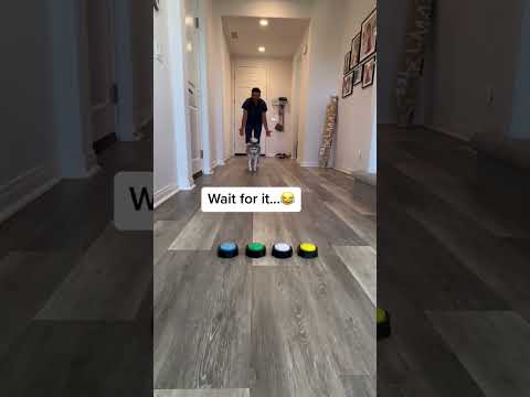 Sapphie the pomsky never stops roasting daddy