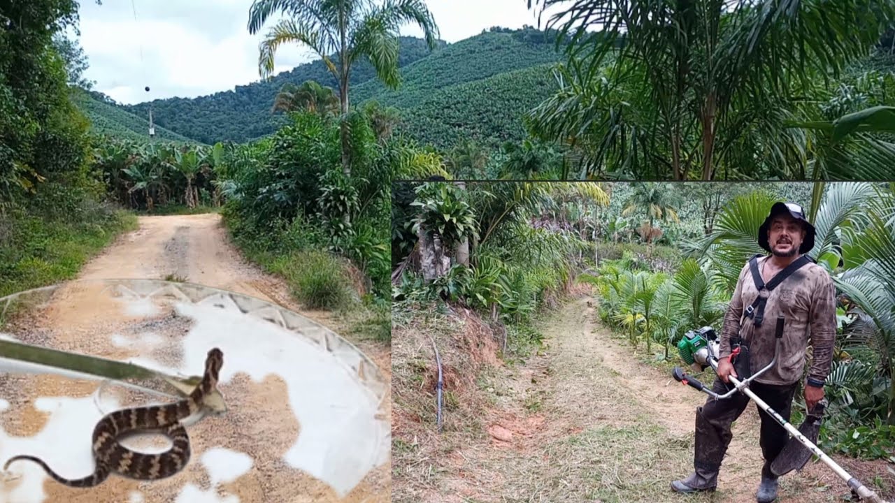 limpando a entrada do sitio + o perigo no meio das  mudas de pupunha