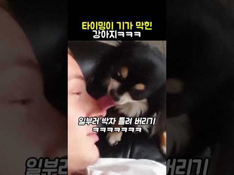 타이밍이 기가 막힌 강아지ㅋㅋㅋ