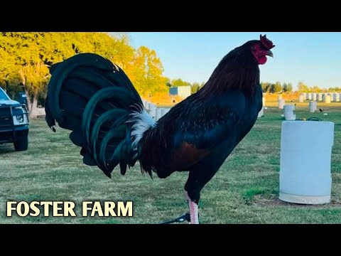 Original Foster Kelso - FOSTER FARM - Oklahoma