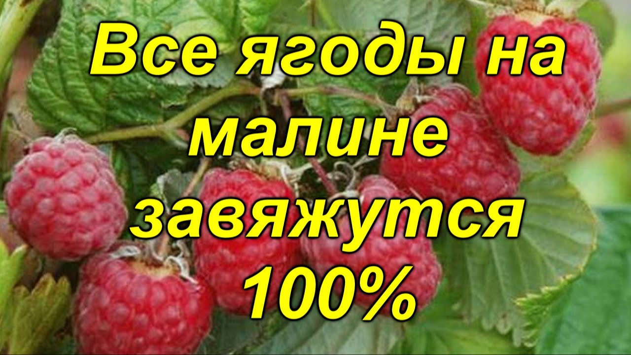 Самая важная подкормка ремонтантной малины летом (реально работает)