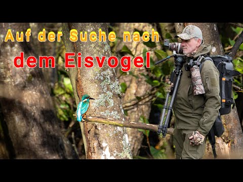 Auf der Suche nach dem Eisvogel
