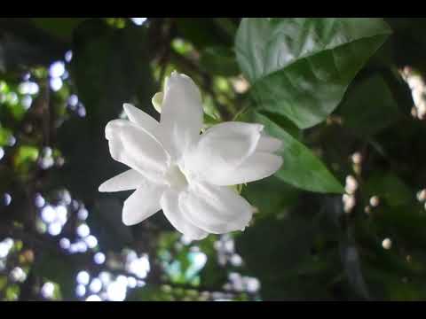 My capture in nature