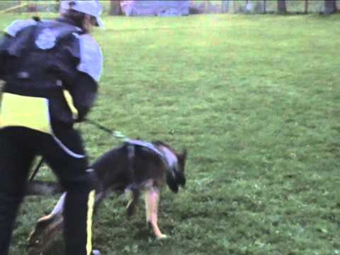 Charlie z údolí Úpy - 7 months (Pike del Lupo Nero x Era vom Bonauer Wald)