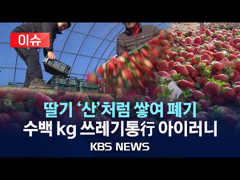 Strawberries piled like a mountain and trashed... hundreds of kgs in the bin. What's the deal with this irony?