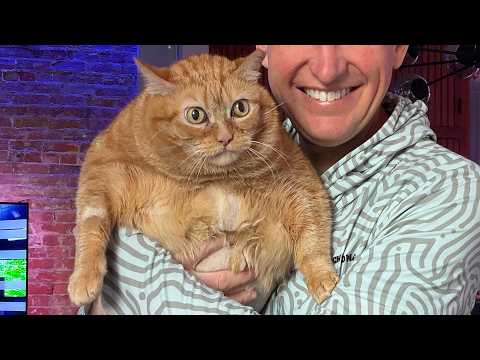 Round, Orange Cat Named Pumpkin Goes on a Diet - Neatorama