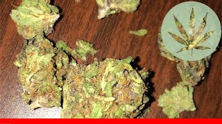 Rainbow - All About This Strain