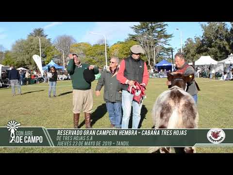 Jura de Exposición Otoño Shorthorn - Jueves 23 de mayo de 2019 - Tandil