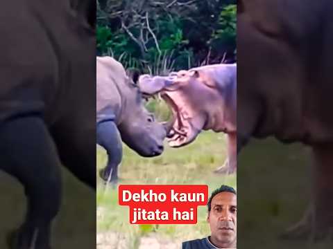 Epic Rhino vs Hippo Wildlife Battle #animals #trending #viral #yutube #shorts