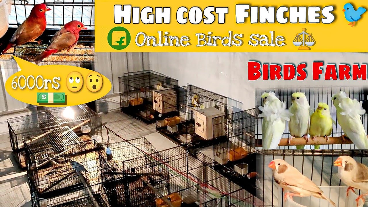 Mutation Finches. Different Finches Bird Tamil.Birdsfarm Tamil. Helicopter Budgies. Gouldian Finch.