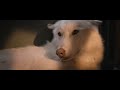 The Wolf And The Lion 2021 A Female Wolf Comes To Find Refuge In Alma S House With Her Pup
