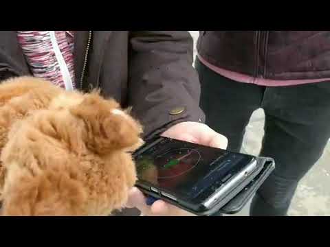 Nut Job - Eichhörnchen Team SHDB2019