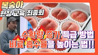 복숭아 현장 교육 최종회! 수확량 증가하는 필수 조건은? 비료 흡수 상승 방법! | 농사 100단