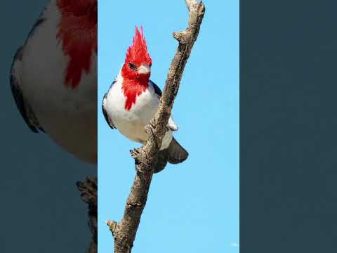 Aves que se observan y encuentran en Devoto Córdoba ArgentinaZorzal Chalchalero y Cardenal