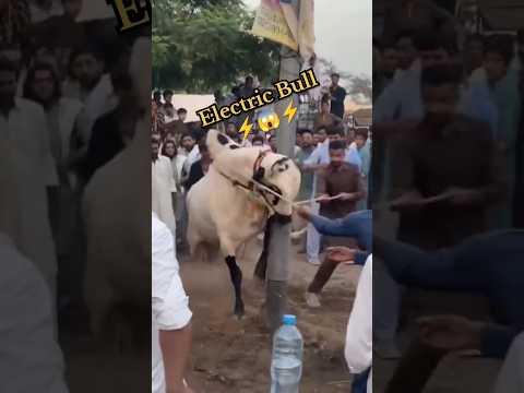 angry cow unloading...  #fatehjangibulls #shorts #youtubeshorts #cowvideos #mandi #ekkingvlog