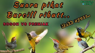 Download lagu Pikat burcill ributt hadir lagii.|suara sogon vs prenjak kepala merah || #kunthullkicau mp3
