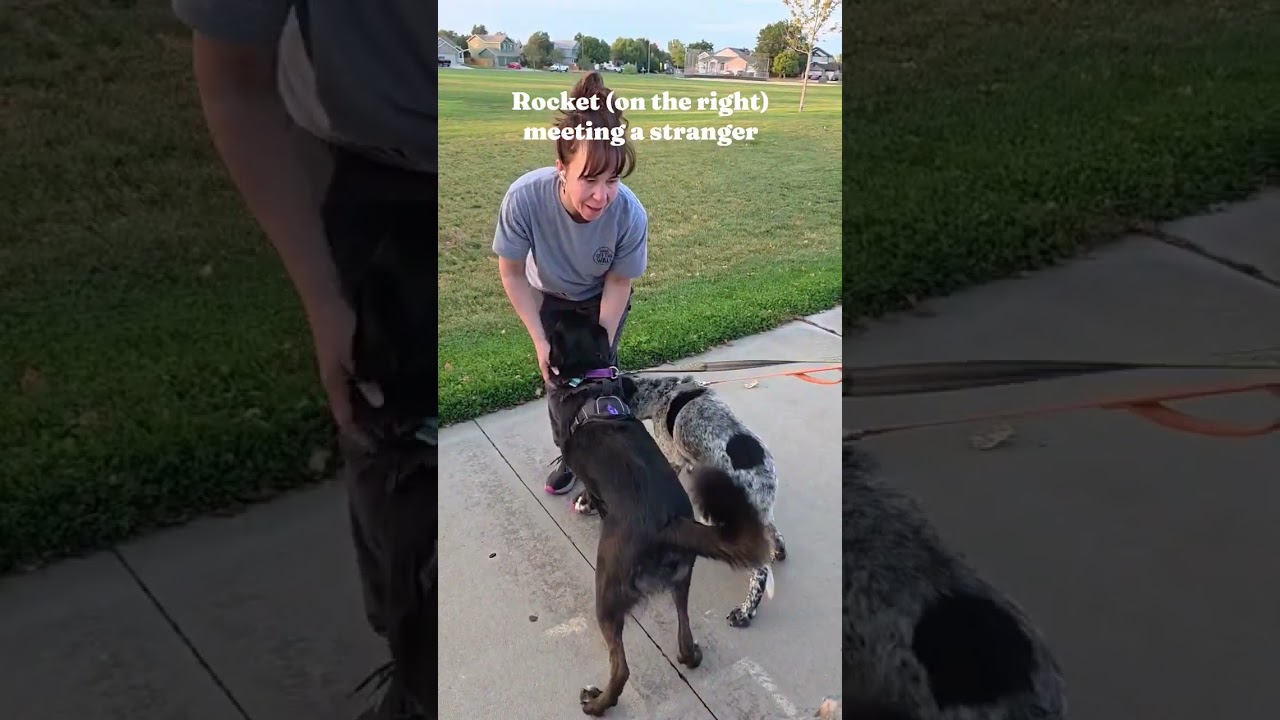 Enlarge Rocky, a Adoptable mixed breed in Thornton, CO video 3/6