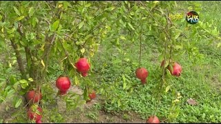 বেদানা চাষ