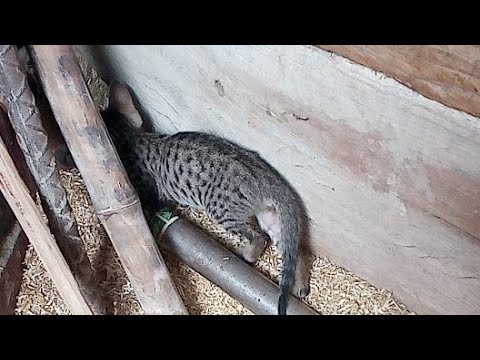 Live stream with Sunil 2005