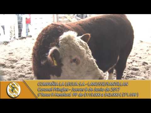 08-06-17 Venta de Toros P. Hereford PP - Compañía La Legua S.A -  Lanusse/Santillan - C. Pringles