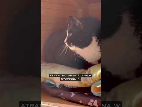 NAJWIĘKSZA ATRAKCJA TURYSTYCZNA SZCZECINA #gacek #szczecin #podrozezesmakiem
