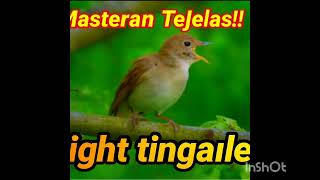 Download lagu Masteran TerJernih Sikatan NIGHT tingale!!#muraibatu #kicaumania #masteranburung  mp3