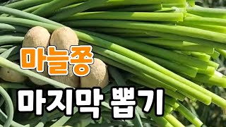 마늘쫑 마지막 뽑기 실시간 방송