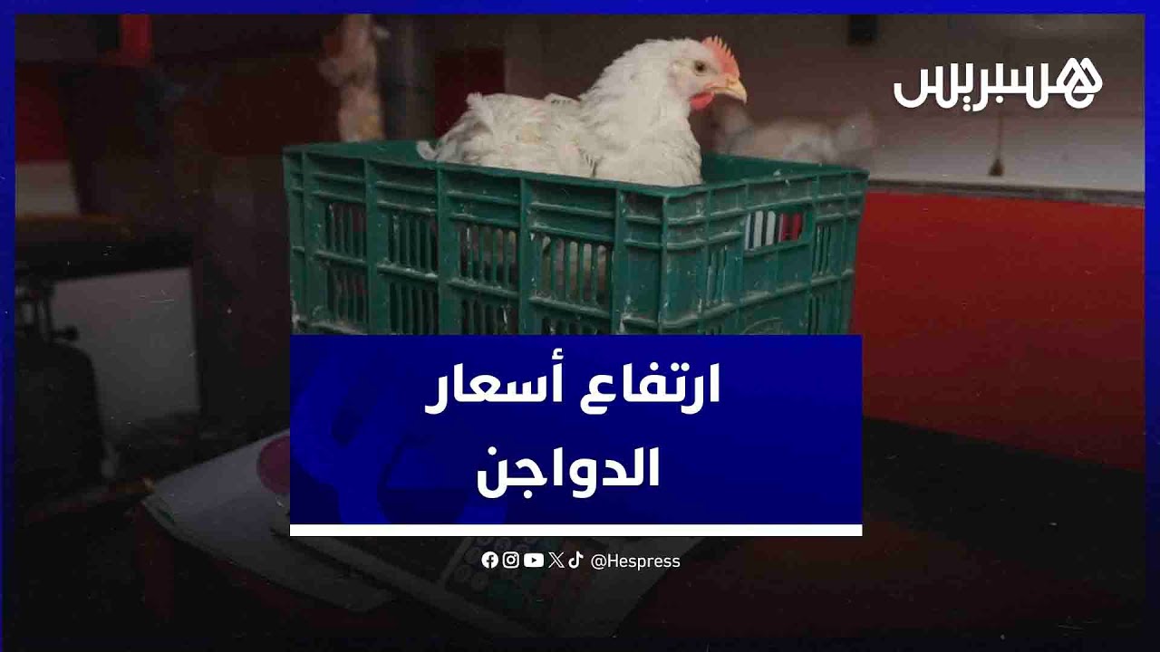 مع اقتراب رمضان.. ارتفاع أسعار الدواجن في أسواق الرباط يؤرق الباعة والمستهلكين thumbnail