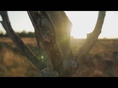 Chicks Blues (Blanes) Hue Blanes Trio