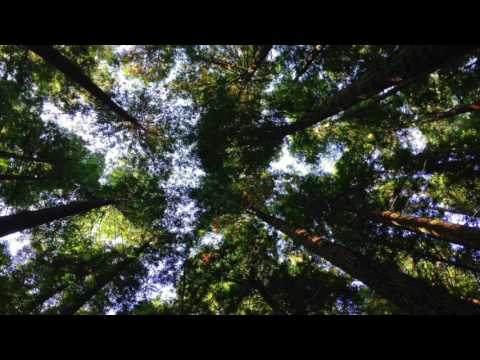 Starlights Keep - Enchanting Vocals  Mystical Singer Lila Lily