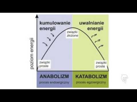 Książki na stronie kulturystyki Najlepsze ćwiczenia gluteus