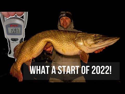 We caught ANOTHER 15KG PIKE!