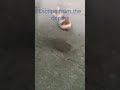 Deepwoken Cat escape from the depths🫥#funny #memes #shorts #roblox