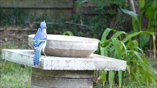 BLUEBIRDS TO ARCTURUS&#39; STAR CROSSED