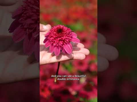 ECHINACEA DOUBLE SCOOP: Nature's Petal Pompom Party! 🌸🌿 #garden #flowergarden #echinacea